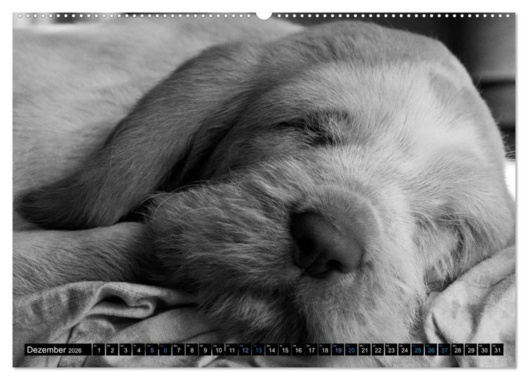 Produktbild: Carissimo Spinone Italiano (hochwertiger Premium Wandkalender 2026 DIN A2 quer), Kunstdruck in Hochglanz