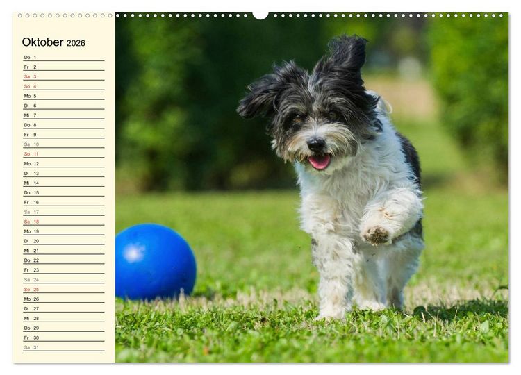 Produktbild: Havaneser - Herz auf 4 Pfoten (Wandkalender 2026 DIN A2 quer), CALVENDO Monatskalender