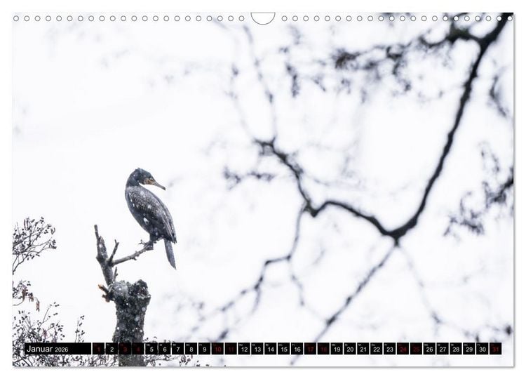 Produktbild: Der Kormoran - Ein intelligenter Fischj&auml;ger (Wandkalender 2026 DIN A3 quer), CALVENDO Monatskalender
