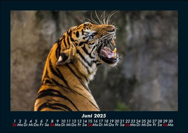 Produktbild: Tierkalender 2025 Fotokalender DIN A5