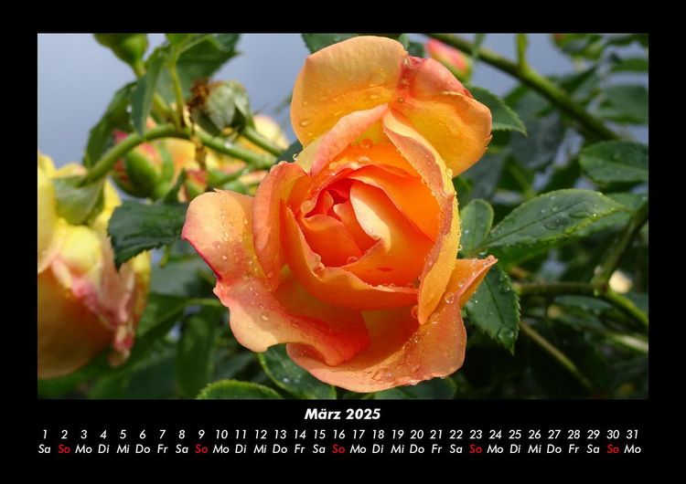 Produktbild: Rosentraum 2025 Fotokalender DIN A3