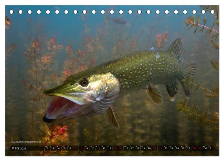 Produktbild: Tauchrevier Deutschland - Der Hecht (Esox lucius) (Tischkalender 2026 DIN A5 quer), CALVENDO Monatskalender