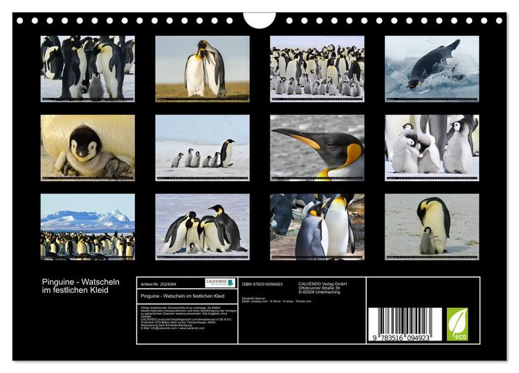 Produktbild: Pinguine - Watscheln im festlichen Kleid (Wandkalender 2026 DIN A4 quer), CALVENDO Monatskalender