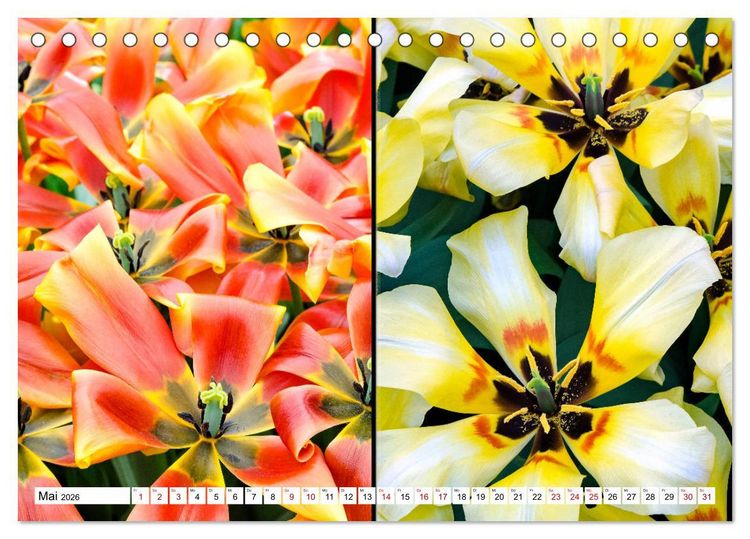 Produktbild: Tulpen - kunterbunte Collagen (Tischkalender 2026 DIN A5 quer), CALVENDO Monatskalender
