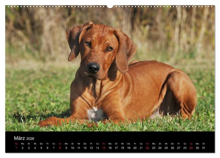 Produktbild: Rhodesian Ridgeback 2026 (hochwertiger Premium Wandkalender 2026 DIN A2 quer), Kunstdruck in Hochglanz