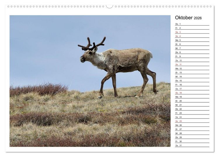 Produktbild: Alaskas Tierwelt - Paradies im Norden (Wandkalender 2026 DIN A2 quer), CALVENDO Monatskalender
