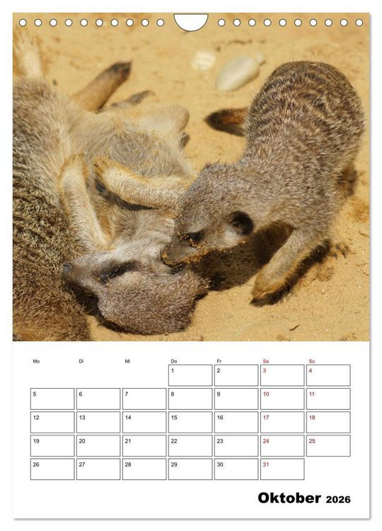 Produktbild: Niedliche Erdm&auml;nnchen (Wandkalender 2026 DIN A4 hoch), CALVENDO Monatskalender