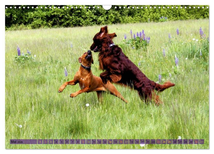 Produktbild: Rhodesian Ridgeback - eine Liebe f&uuml;rs Leben (Wandkalender 2026 DIN A3 quer), CALVENDO Monatskalender