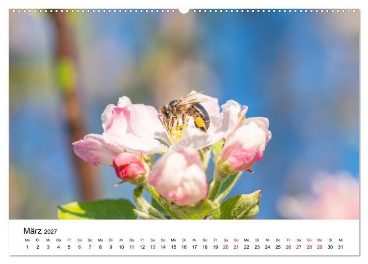 Produktbild: Bunter Nektarrausch - Nektarsammler in leuchtenden Farben (hochwertiger Premium Wandkalender 2027 DIN A2 quer), Kunstdruck in Hochglanz