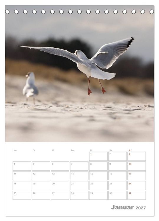Produktbild: M&ouml;wen - die V&ouml;gel der K&uuml;ste (Tischkalender 2027 DIN A5 hoch), CALVENDO Monatskalender
