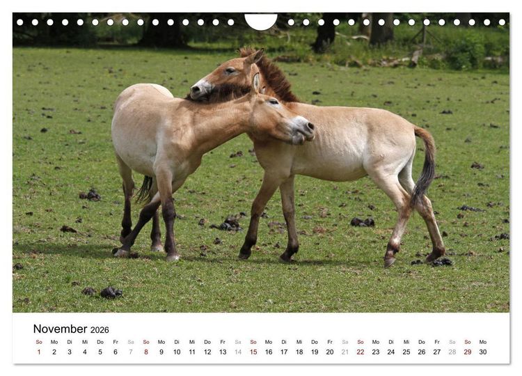 Produktbild: Faszination Przewalski-Pferde (Wandkalender 2026 DIN A4 quer), CALVENDO Monatskalender