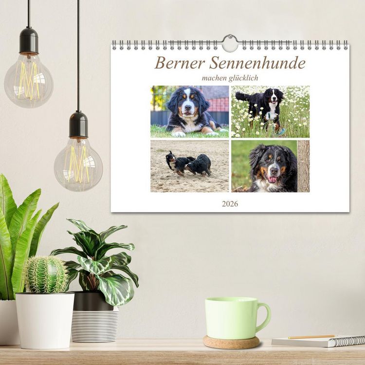 Produktbild: Berner Sennenhunde machen gl&uuml;cklich (Wandkalender 2026 DIN A4 quer), CALVENDO Monatskalender