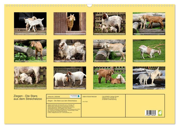Produktbild: Ziegen - Die Stars aus dem Streichelzoo (Wandkalender 2026 DIN A2 quer), CALVENDO Monatskalender