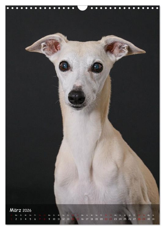 Produktbild: Whippets im Portrait (Wandkalender 2026 DIN A3 hoch), CALVENDO Monatskalender