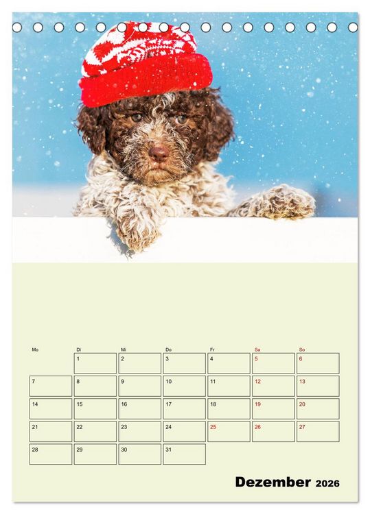 Produktbild: Lagotto Romagnolo - Der Tr&uuml;ffelhund Italiens - Planer (Tischkalender 2026 DIN A5 hoch), CALVENDO Monatskalender