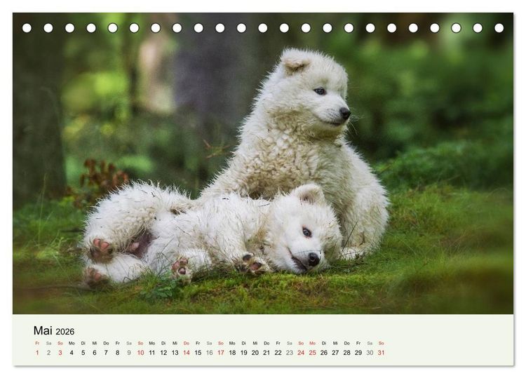 Produktbild: Kleine Samojeden - Eisb&auml;rchen Abenteuer im M&auml;rchenwald (Tischkalender 2026 DIN A5 quer), CALVENDO Monatskalender