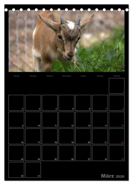 Produktbild: Zwergziegen (Tischkalender 2026 DIN A5 hoch), CALVENDO Monatskalender