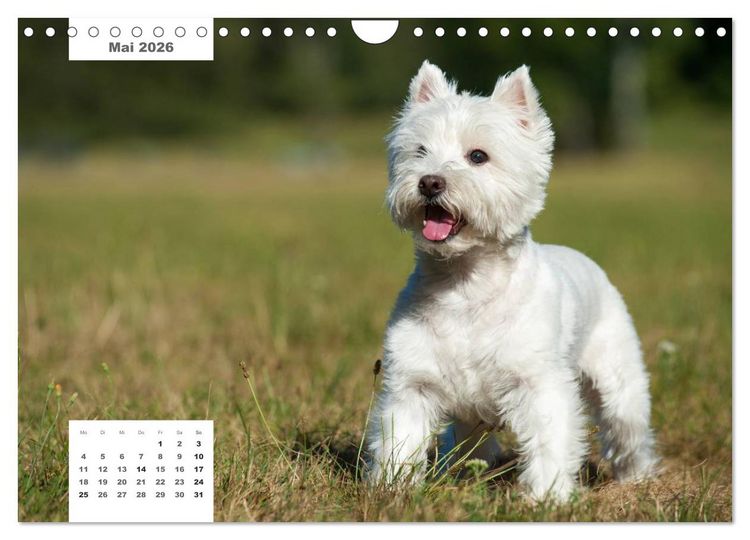 Produktbild: Rassehunde (Wandkalender 2026 DIN A4 quer), CALVENDO Monatskalender