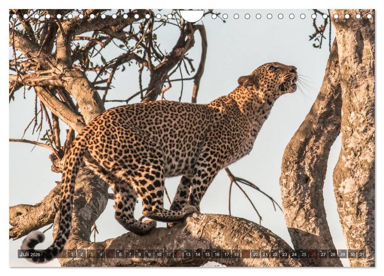 Produktbild: Leoparden - Geheimnisvolle J&auml;ger (Wandkalender 2026 DIN A4 quer), CALVENDO Monatskalender