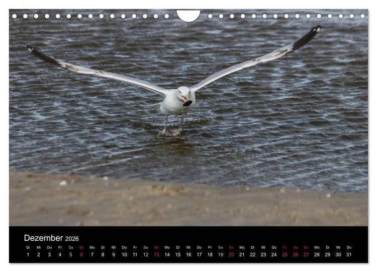 Produktbild: Spontane Fotografie - M&ouml;wen (Wandkalender 2026 DIN A4 quer), CALVENDO Monatskalender
