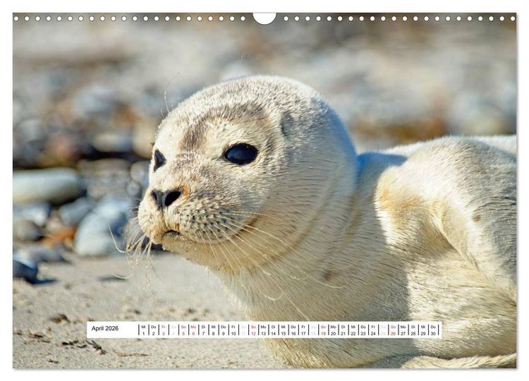 Produktbild: Hochsee-Insel Helgoland (Wandkalender 2026 DIN A3 quer), CALVENDO Monatskalender