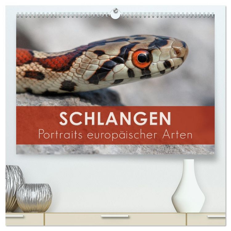 Produktbild: Schlangen - Portraits europ&auml;ischer Arten (hochwertiger Premium Wandkalender 2026 DIN A2 quer), Kunstdruck in Hochglanz