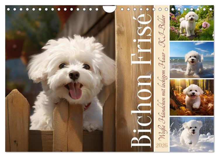 Produktbild: Bichon fris&eacute;, wei&szlig;e H&uuml;ndchen mit lockigem Haar (Wandkalender 2026 DIN A4 quer), CALVENDO Monatskalender