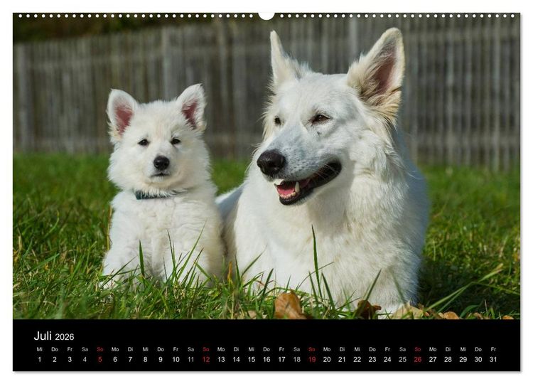 Produktbild: Wei&szlig;er Schweizer Sch&auml;ferhund - Ein Tag im Leben einer Hundefamilie (Wandkalender 2026 DIN A2 quer), CALVENDO Monatskalender