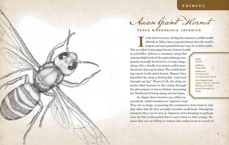 Produktbild: Wicked Bugs