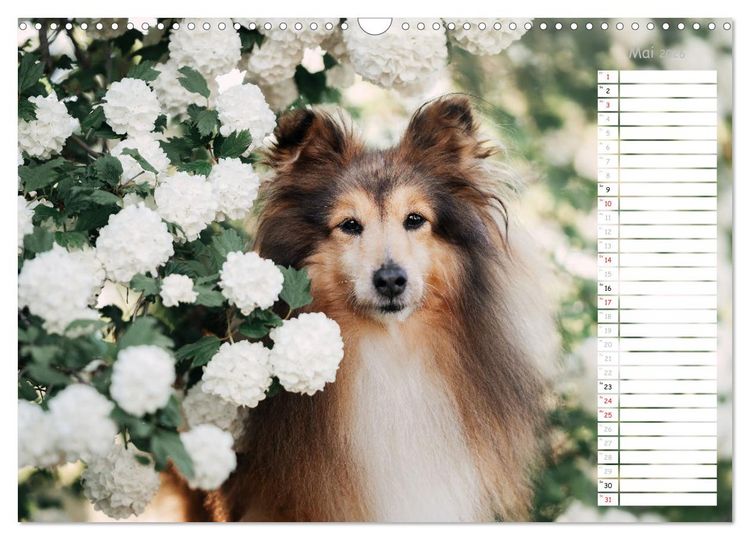 Produktbild: Shetland Sheepdogs Blacky, Anry, Mojo 2026 (Wandkalender 2026 DIN A3 quer), CALVENDO Monatskalender