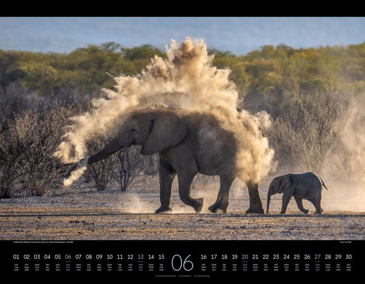 Produktbild: Wildes Afrika Kalender 2027