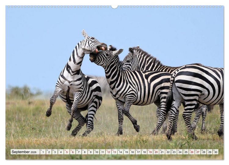 Produktbild: Faszination Afrika: Zebras (hochwertiger Premium Wandkalender 2026 DIN A2 quer), Kunstdruck in Hochglanz