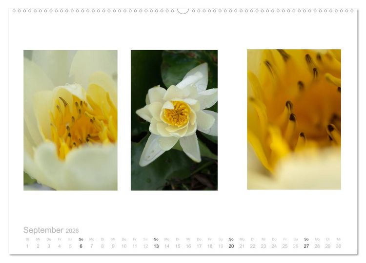 Produktbild: Blumen Trilogien (hochwertiger Premium Wandkalender 2026 DIN A2 quer), Kunstdruck in Hochglanz