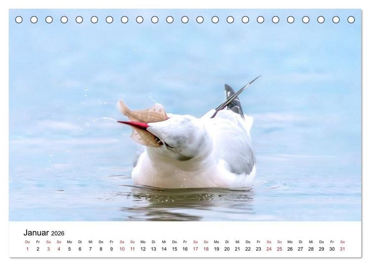 Produktbild: Wasserv&ouml;gel der Ostsee - Impressionen aus der L&uuml;becker Bucht (Tischkalender 2026 DIN A5 quer), CALVENDO Monatskalender