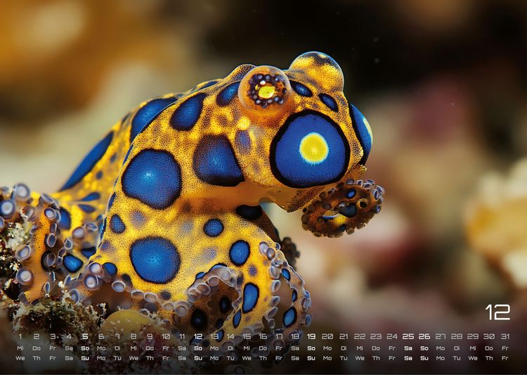 Produktbild: Sealife - verborgene Tiefen - 2027 - Kalender DIN A3
