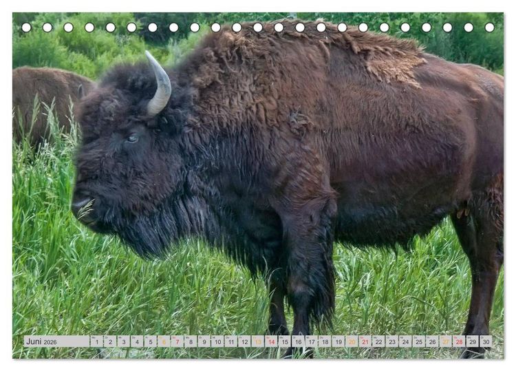 Produktbild: Bison und Wisent - Riesen mit unb&auml;ndiger Kraft (Tischkalender 2026 DIN A5 quer), CALVENDO Monatskalender