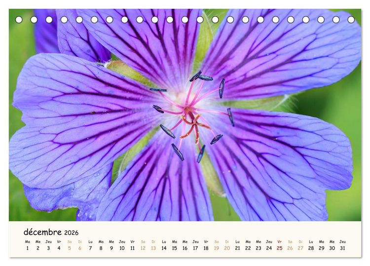 Produktbild: Au c&oelig;ur des fleurs (Calendrier de bureau 2026 DIN A5 vertical), CALVENDO calendrier mensuel