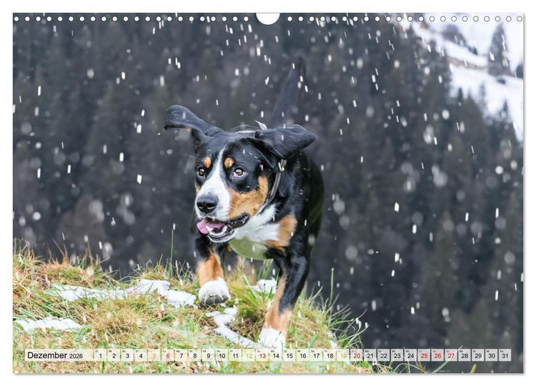 Produktbild: Entlebucher - Temperamentvolle Schweizer Sennenhunde (Wandkalender 2026 DIN A3 quer), CALVENDO Monatskalender