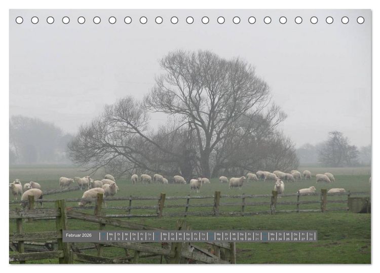 Produktbild: Schottlands Highland Schafe (Tischkalender 2026 DIN A5 quer), CALVENDO Monatskalender