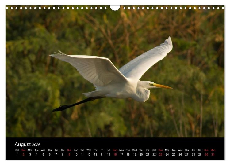 Produktbild: World of Heron (Wall Calendar 2026 DIN A3 landscape), CALVENDO 12 Month Wall Calendar