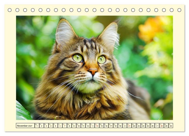 Produktbild: Sch&ouml;ne Katzen. Beliebte Samtpfoten im Garten (Tischkalender 2027 DIN A5 quer), CALVENDO Monatskalender