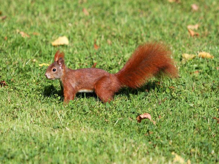 Produktbild: CALVENDO Puzzle Eichh&ouml;rnchen im ParkEichh&ouml;rnchen | 1000 Teile Lege-Gr&ouml;&szlig;e 64x48cm Foto-Puzzle f&uuml;r gl&uuml;ckliche Stunden