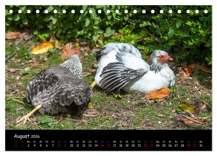 Produktbild: Neues von den Gartenh&uuml;hnern (Tischkalender 2026 DIN A5 quer), CALVENDO Monatskalender