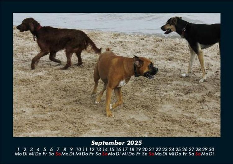 Produktbild: Hundezauber 2025 Fotokalender DIN A5