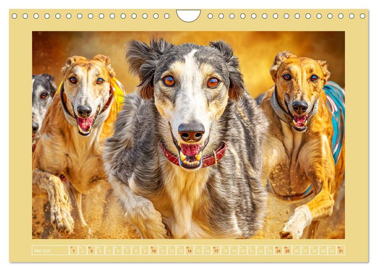 Produktbild: Windhunde. Seelenfl&uuml;sterer zwischen Anmut, Tempo und Stille (Wandkalender 2026 DIN A4 quer), CALVENDO Monatskalender