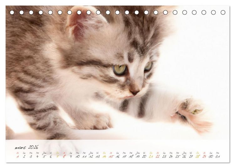 Produktbild: Chatons trop mignons (Calendrier de bureau 2026 DIN A5 vertical), CALVENDO calendrier mensuel
