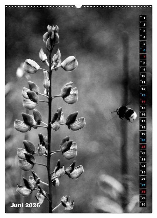Produktbild: Blumige Graustufen - Schwarz und Wei&szlig; (hochwertiger Premium Wandkalender 2026 DIN A2 hoch), Kunstdruck in Hochglanz