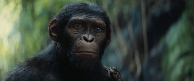 Produktbild: Planet der Affen - New Kingdom (4K Ultra HD) (+ Blu-ray)