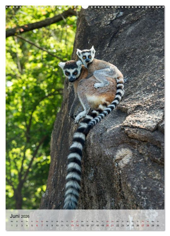 Produktbild: MADAGASKAR: Baobabs, Lemuren, Naturwunder (hochwertiger Premium Wandkalender 2026 DIN A2 hoch), Kunstdruck in Hochglanz