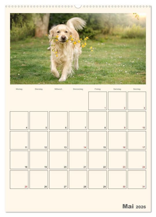Produktbild: Zauberhafte Golden Retriever (hochwertiger Premium Wandkalender 2026 DIN A2 hoch), Kunstdruck in Hochglanz